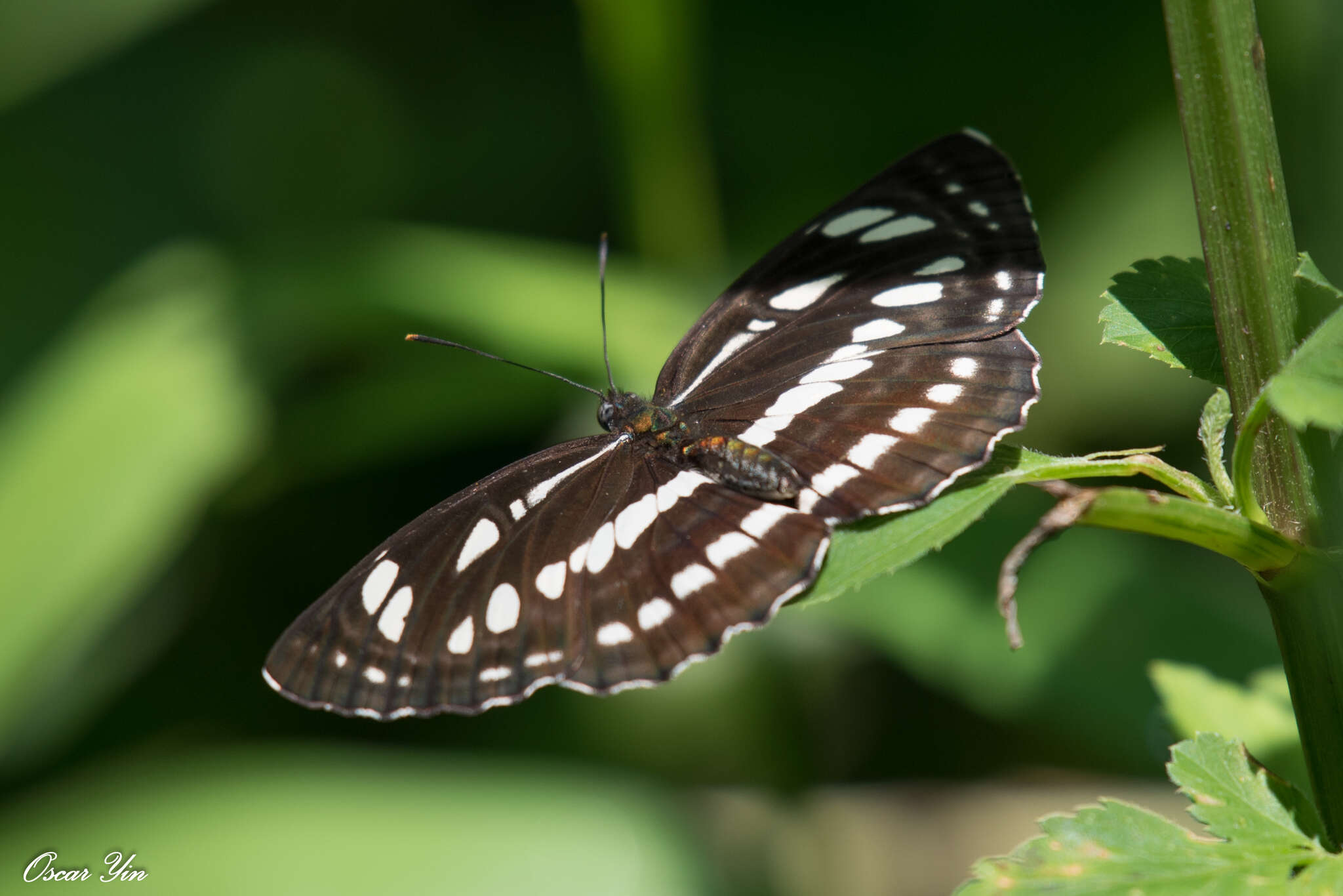 Image de Neptis hylas luculenta Fruhstorfer 1907