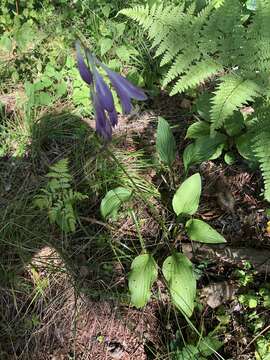 Image of Hosta sieboldii (Paxton) J. W. Ingram