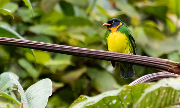 Image of Orange-breasted Fruiteater