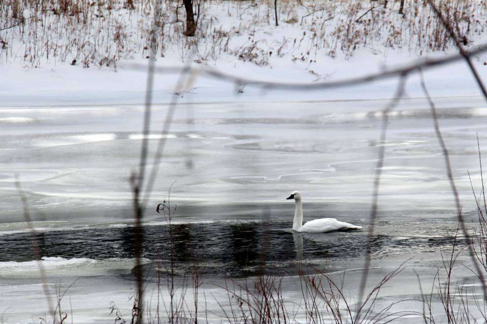 Image of Trumpeter Swan