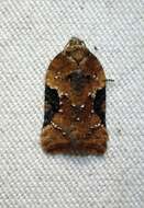 Image of Acleris braunana McDunnough 1934