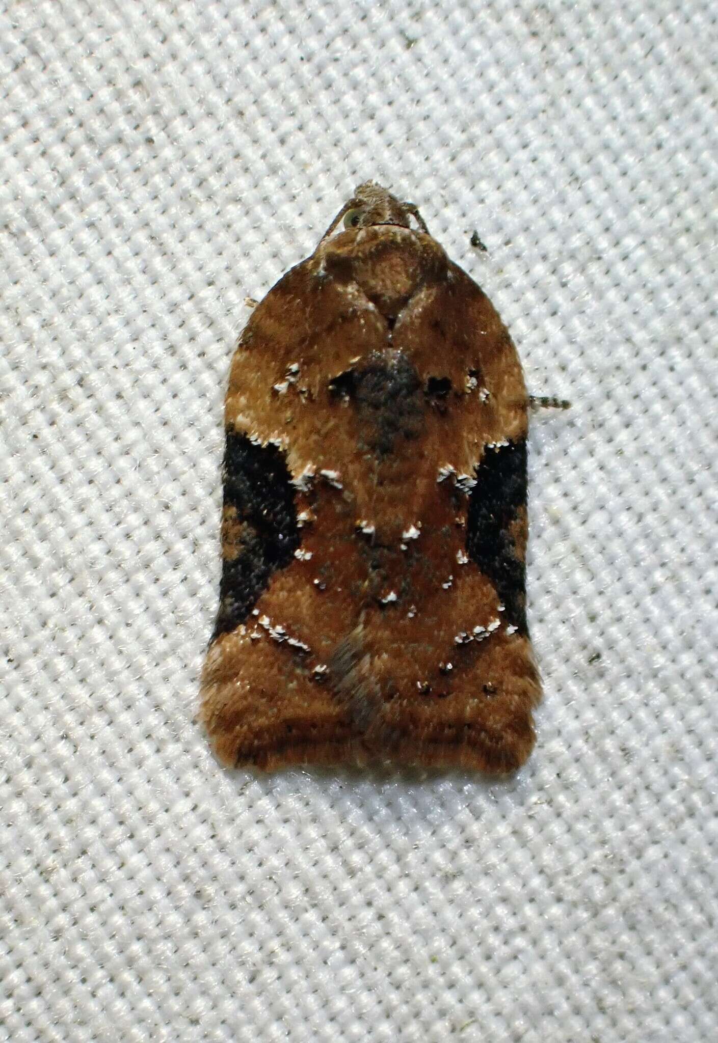 Image of Acleris braunana McDunnough 1934