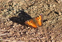 Image of California Tortoiseshell