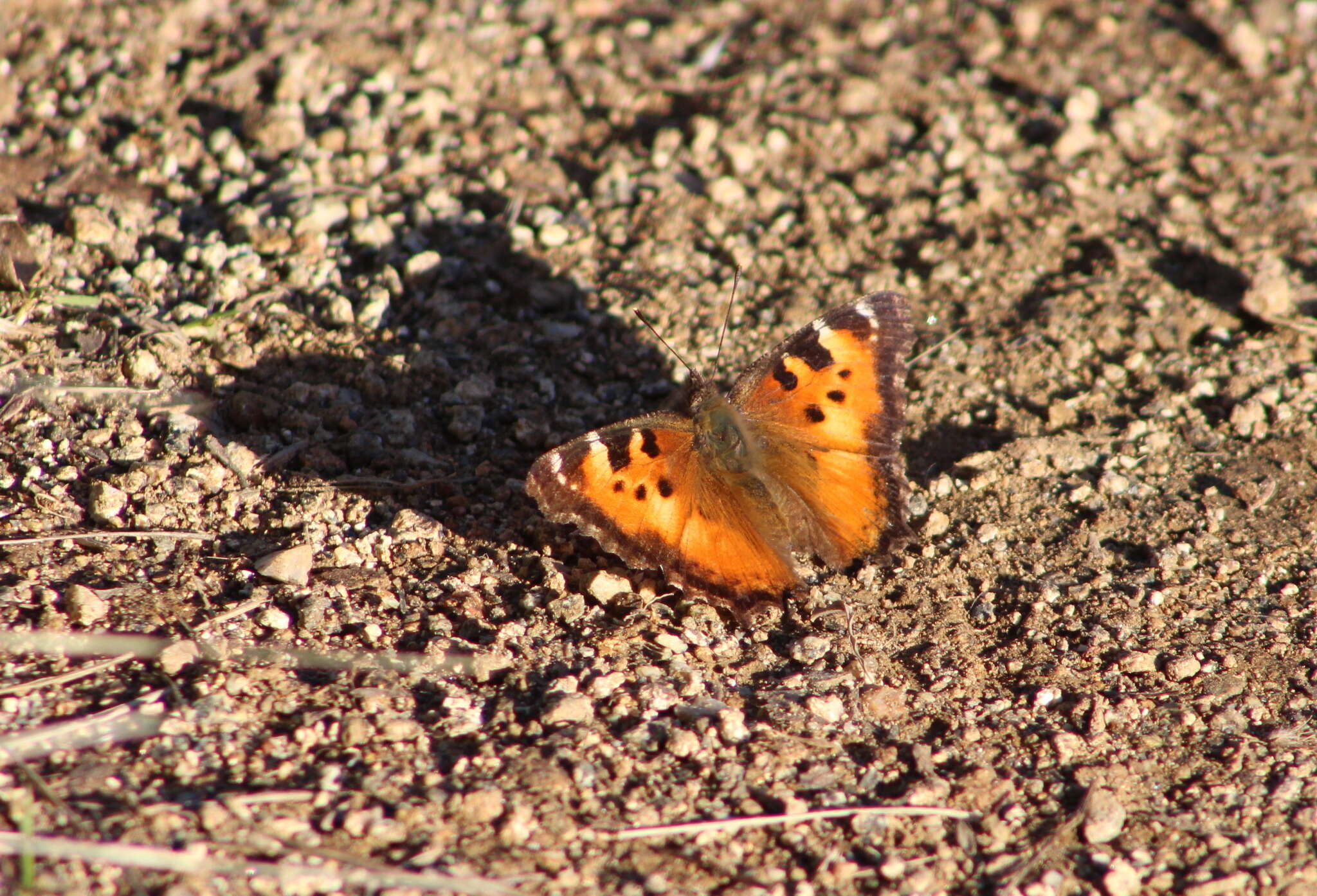 Image of California Tortoiseshell