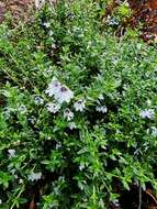 Image of Prostanthera saxicola R. Br.