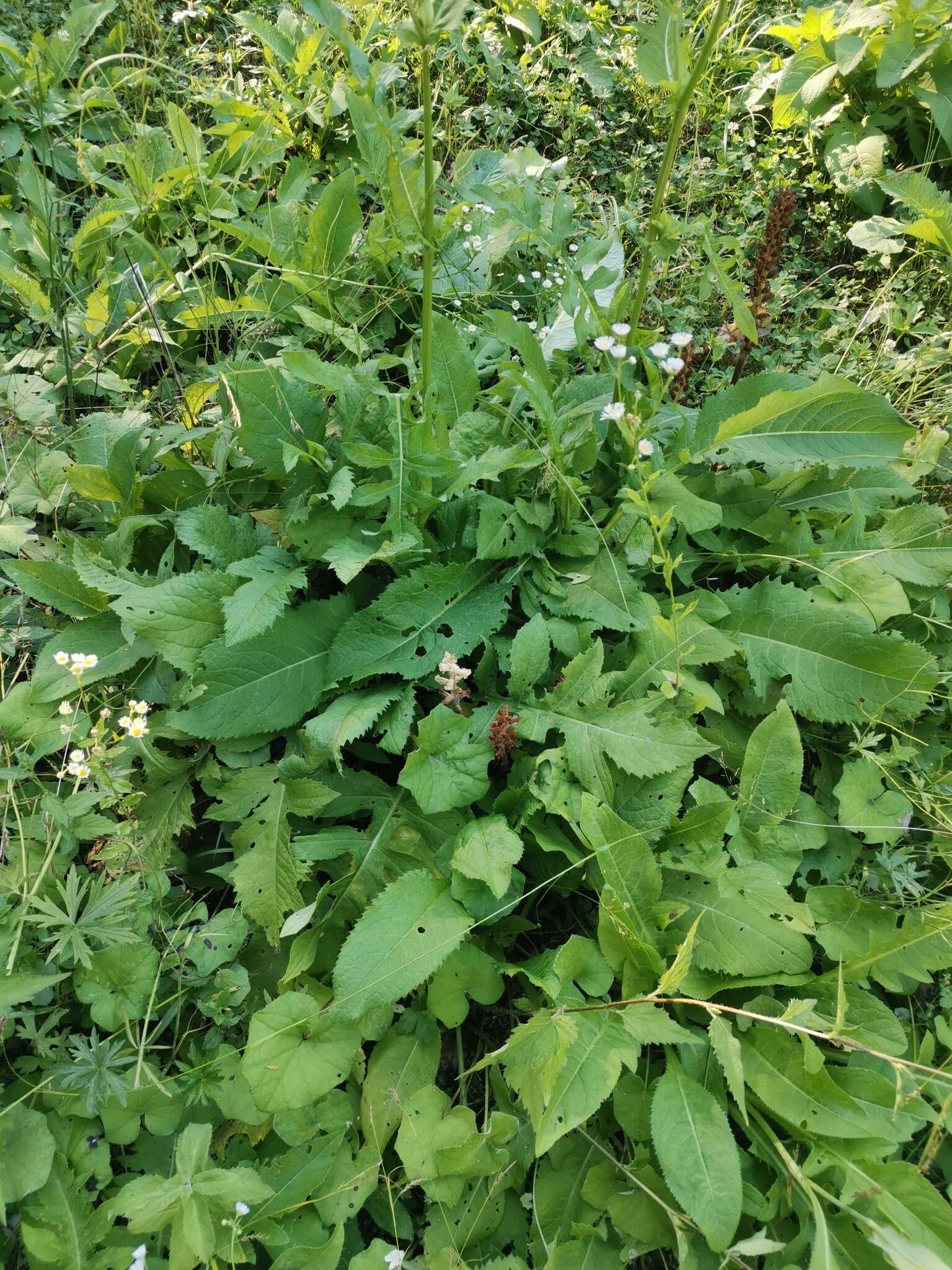 Image of Thistle broomrape