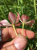 Image of Catharanthus ovalis Markgr.