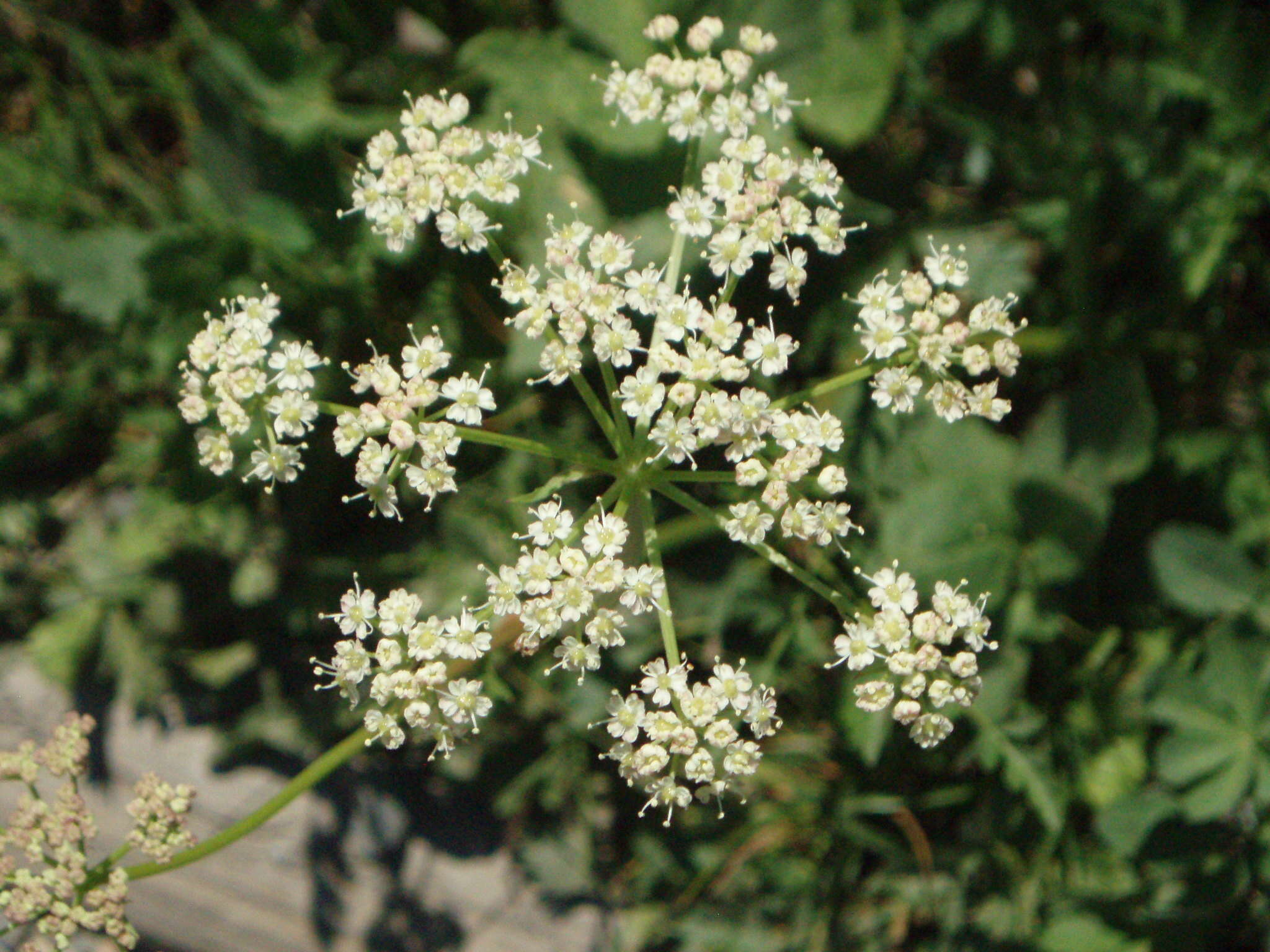 Image de Ligusticum grayi Coult. & N. E. Rose