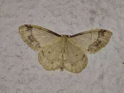 صورة Idaea trigeminata Haworth 1809