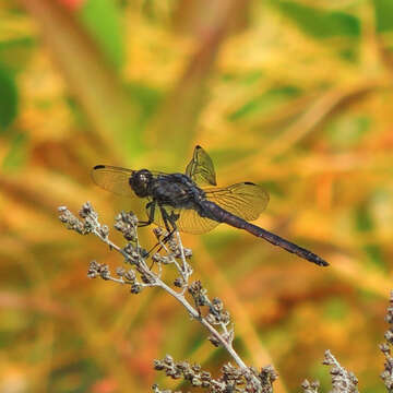 Libellula incesta Hagen 1861 resmi