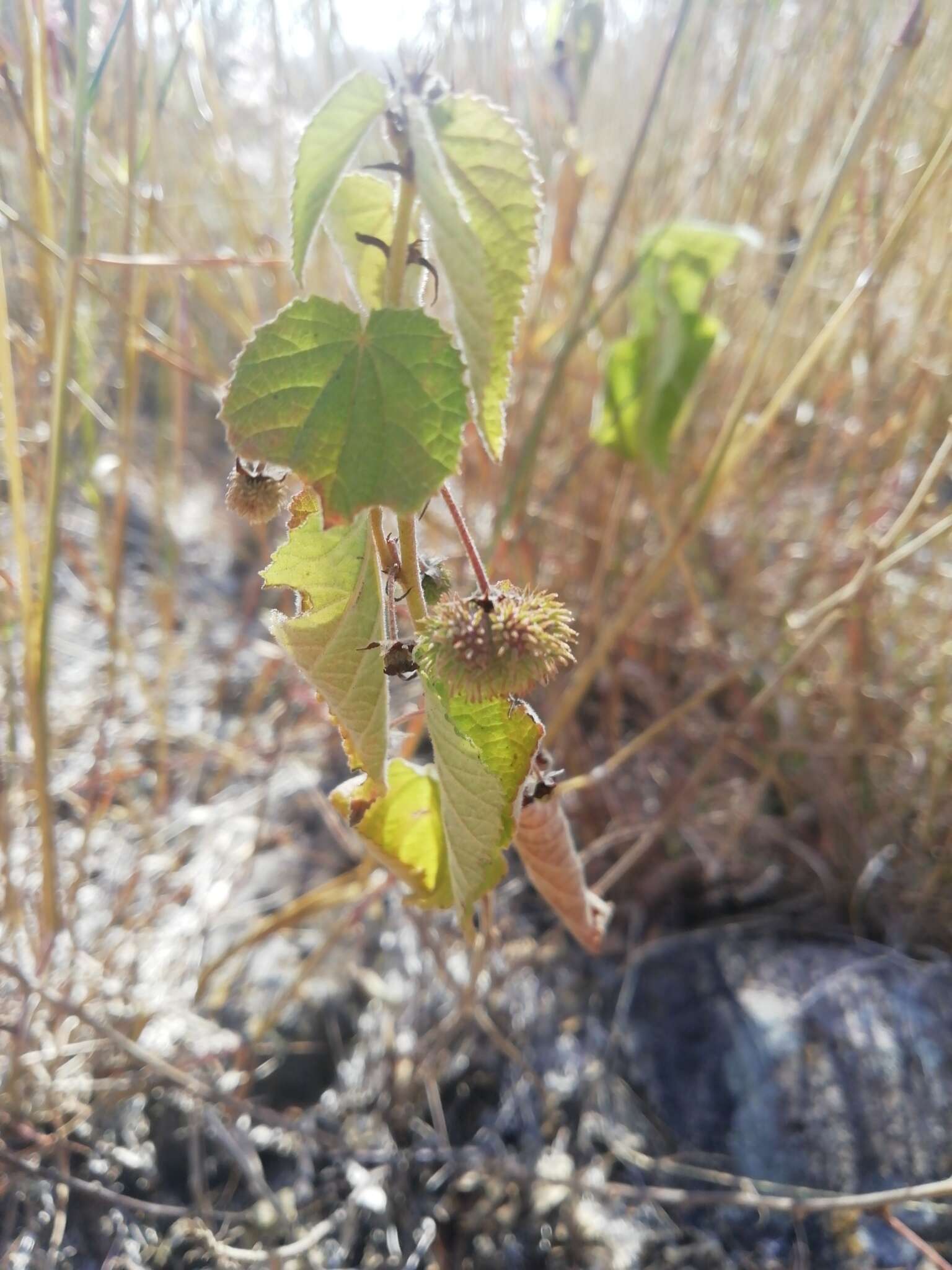 Ayenia jaliscana S. Wats. resmi