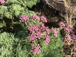 Imagem de Lomatium columbianum Mathias & Constance