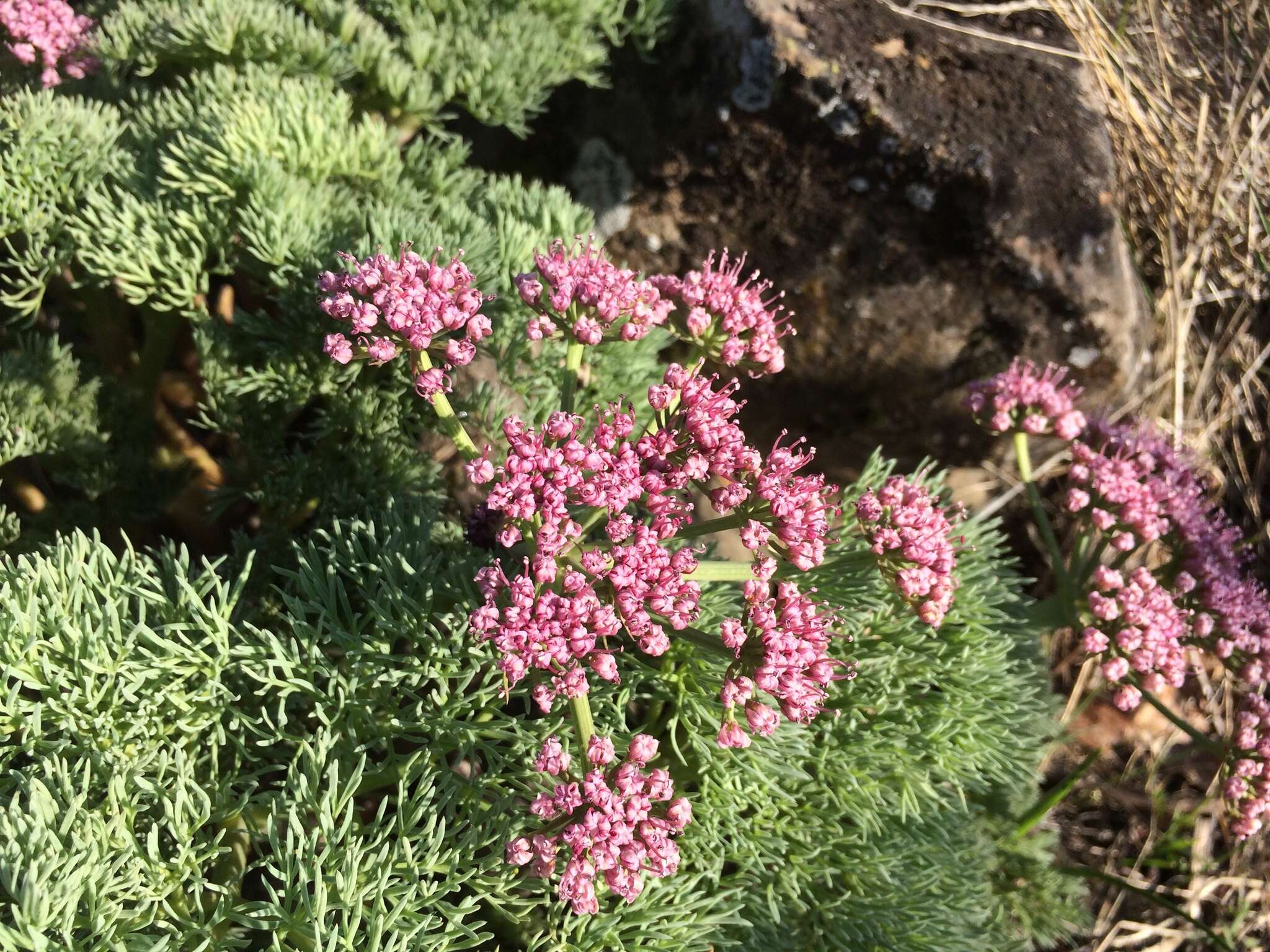 Imagem de Lomatium columbianum Mathias & Constance