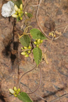 Imagem de Jacquemontia nodiflora (Desr.) G. Don