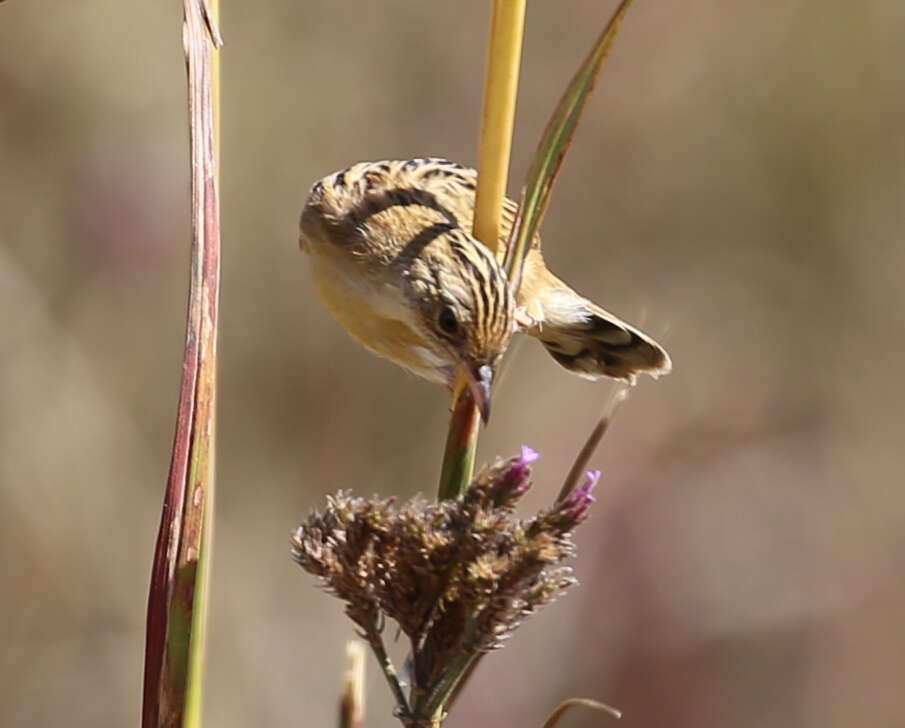 Sivun Cisticola aridulus kalahari Ogilvie-Grant 1910 kuva