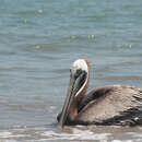 Image de Pelecanus occidentalis murphyi Wetmore 1945