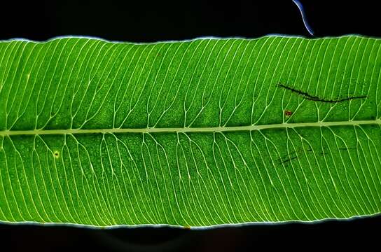 Image of Plenasium vachellii (Hook.) Presl