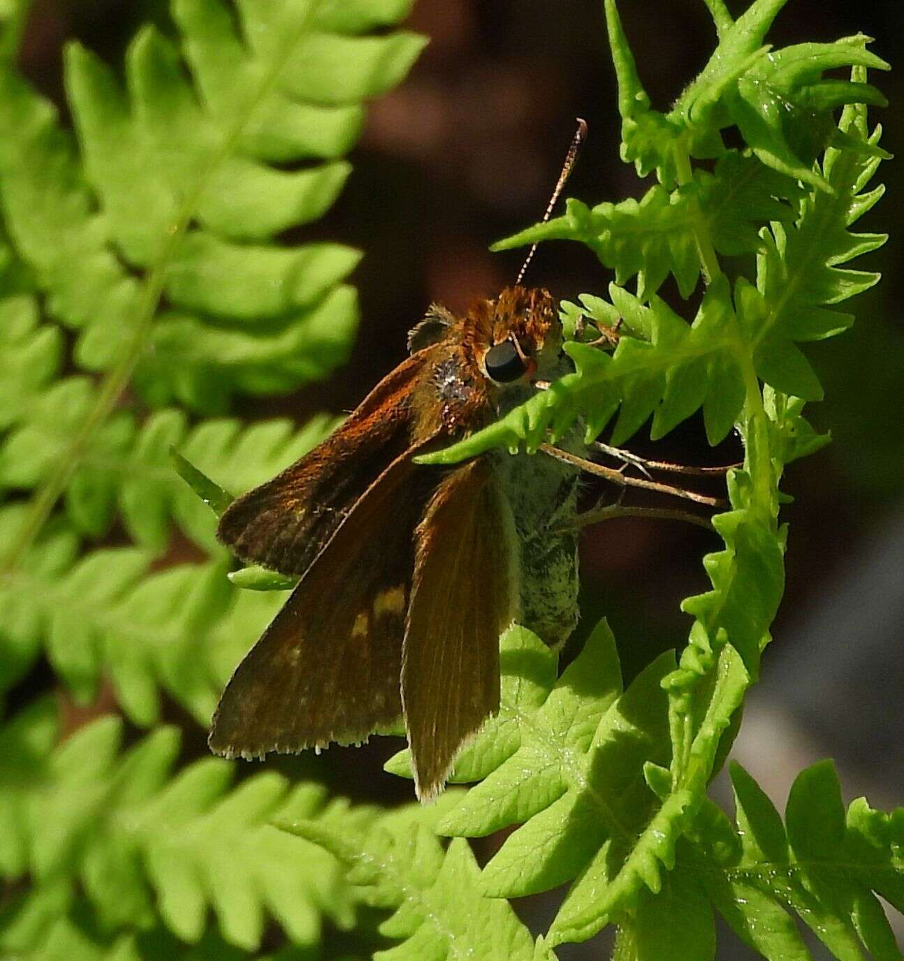 Image of Two-spotted Skipper