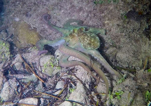 Image of Caribbean reef octopus