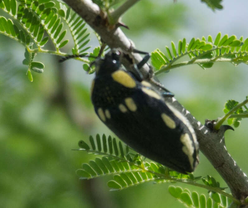 Imagem de Sternocera orissa Buquet 1837