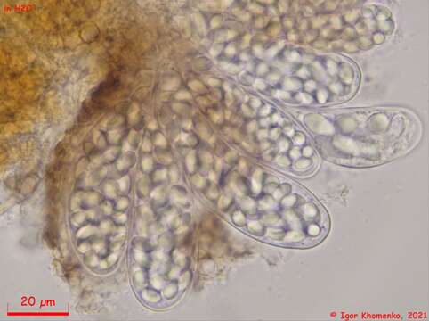 Imagem de Thelebolus crustaceus (Fuckel) Kimbr. 1967