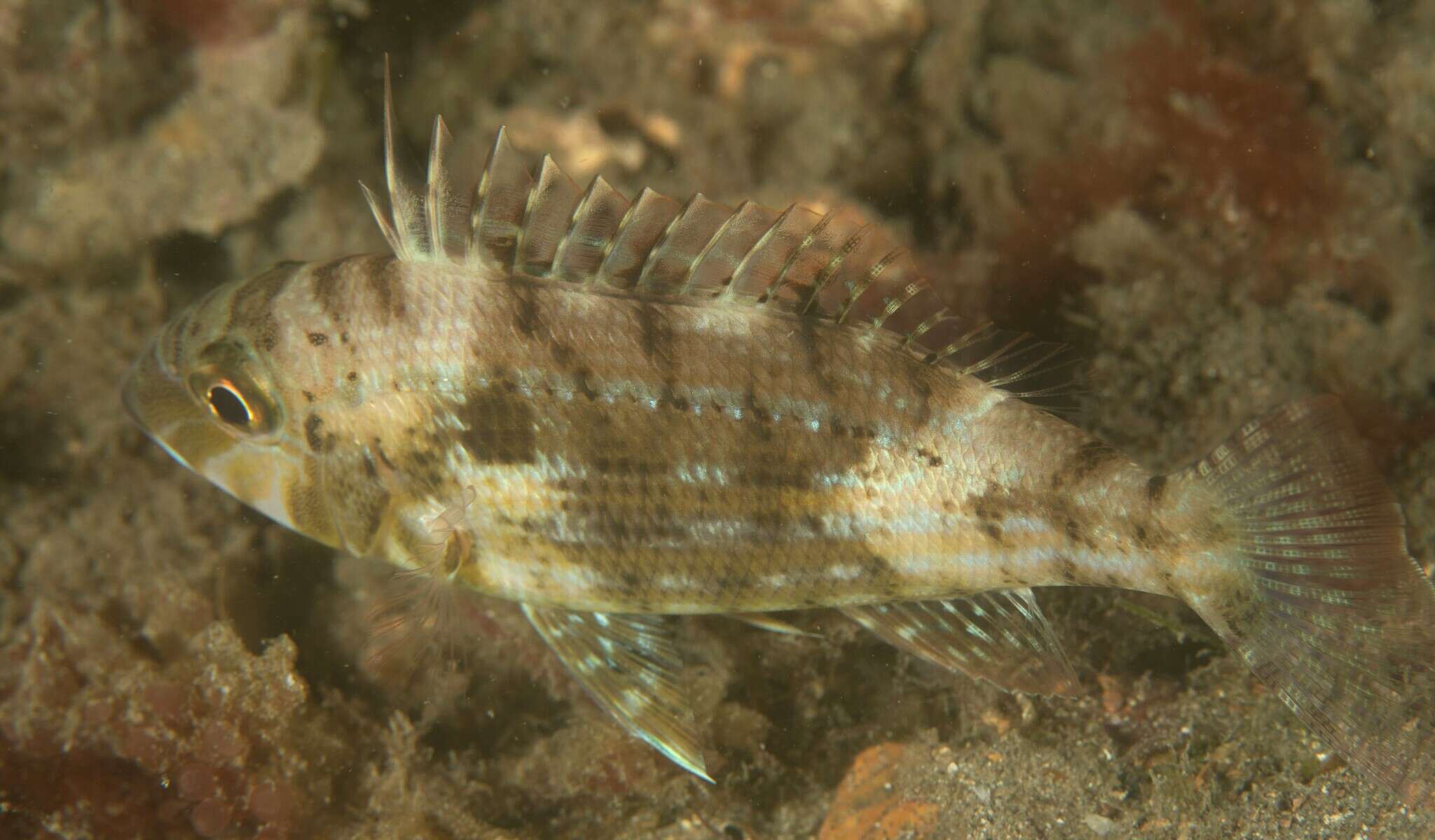 Imagem de Lethrinus genivittatus Valenciennes 1830