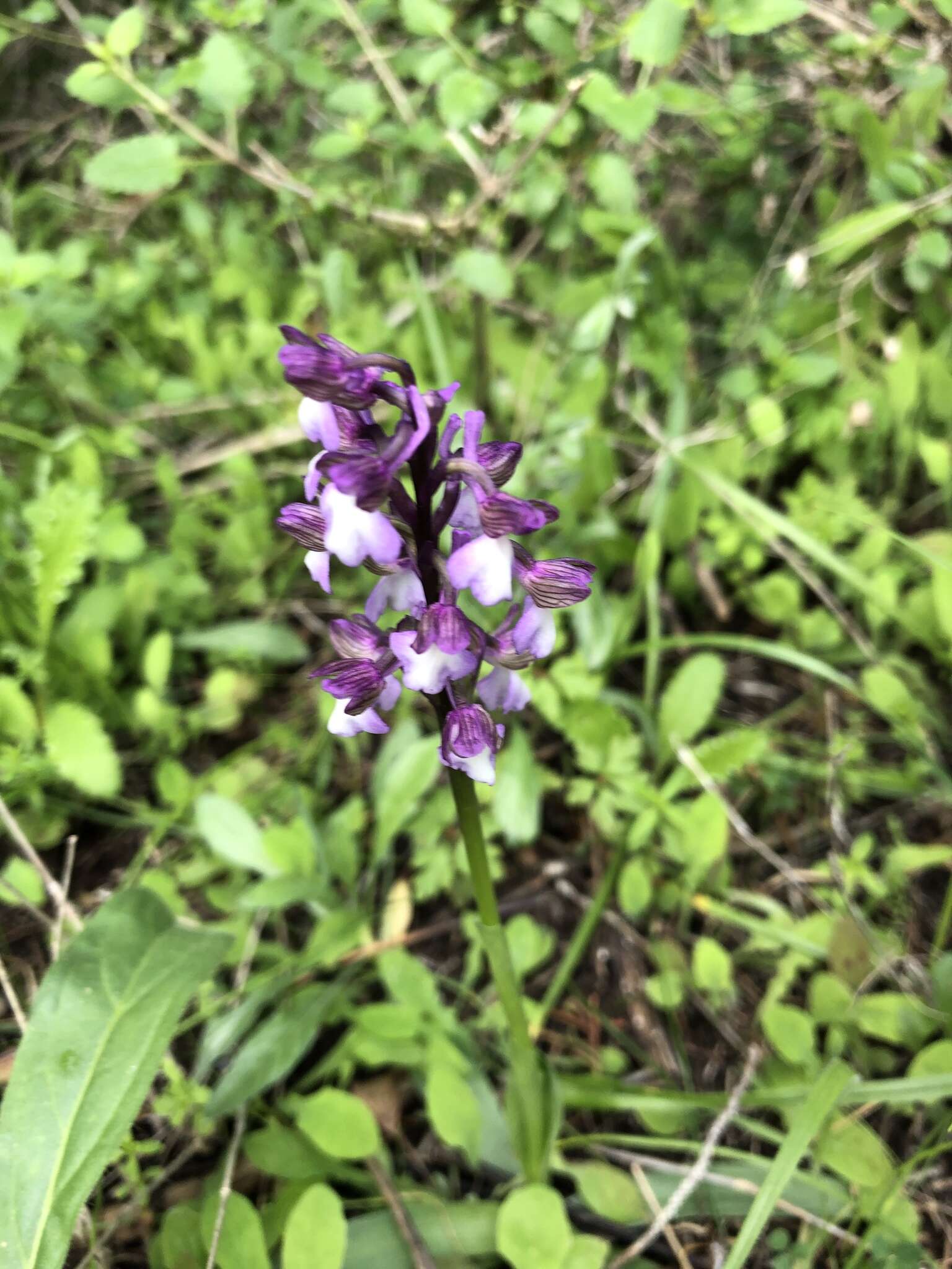 Anacamptis morio subsp. syriaca (E. G. Camus) H. Kretzschmar, Eccarius & H. Dietr.的圖片