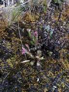 صورة Neobartsia laniflora (Benth.) Uribe-Convers & Tank