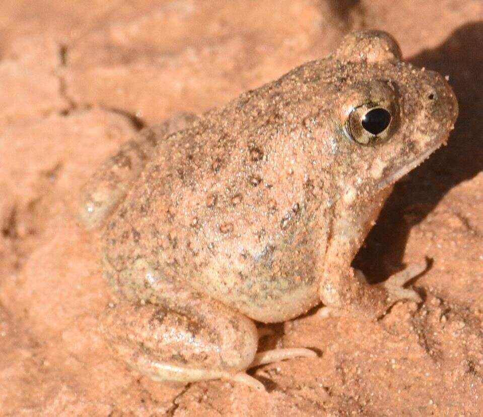 Tomopterna milletihorsini (Angel 1922)的圖片