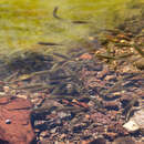 Image of Roundnose minnow