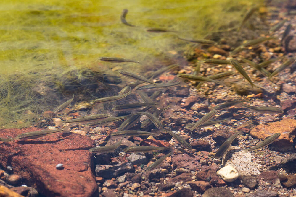 Image of Roundnose minnow