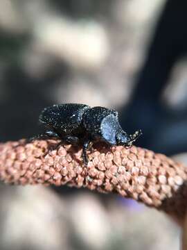 Image of Rugose Stag Beetle