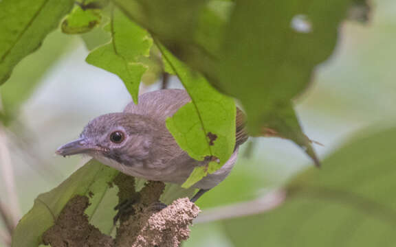 Image of Moustached Babbler