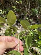 Tabebuia karsoana Trejo的圖片