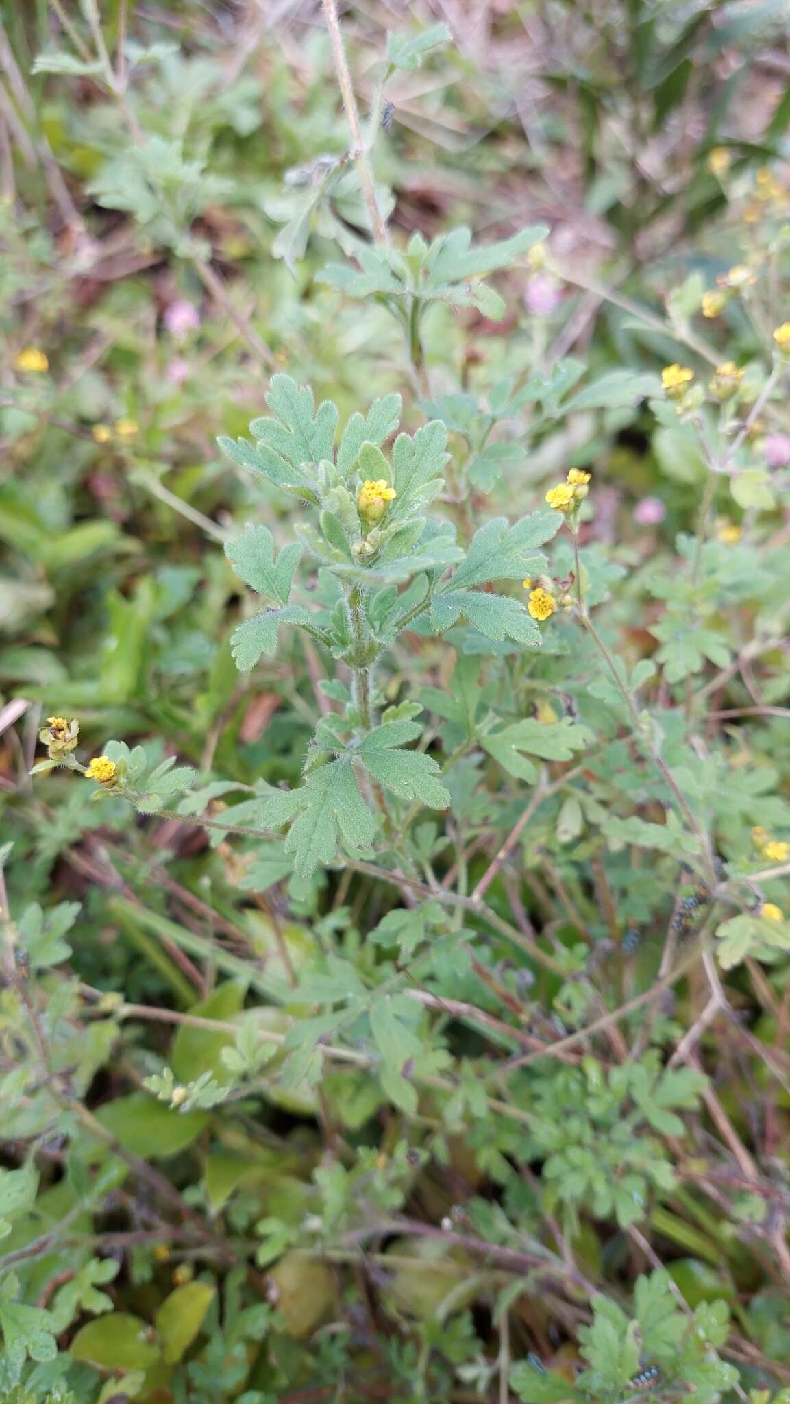 Image de Villanova oppositifolia Lag.