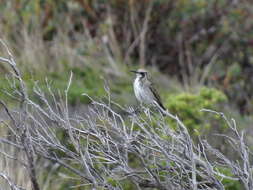 Plancia ëd Gliciphila Swainson 1837