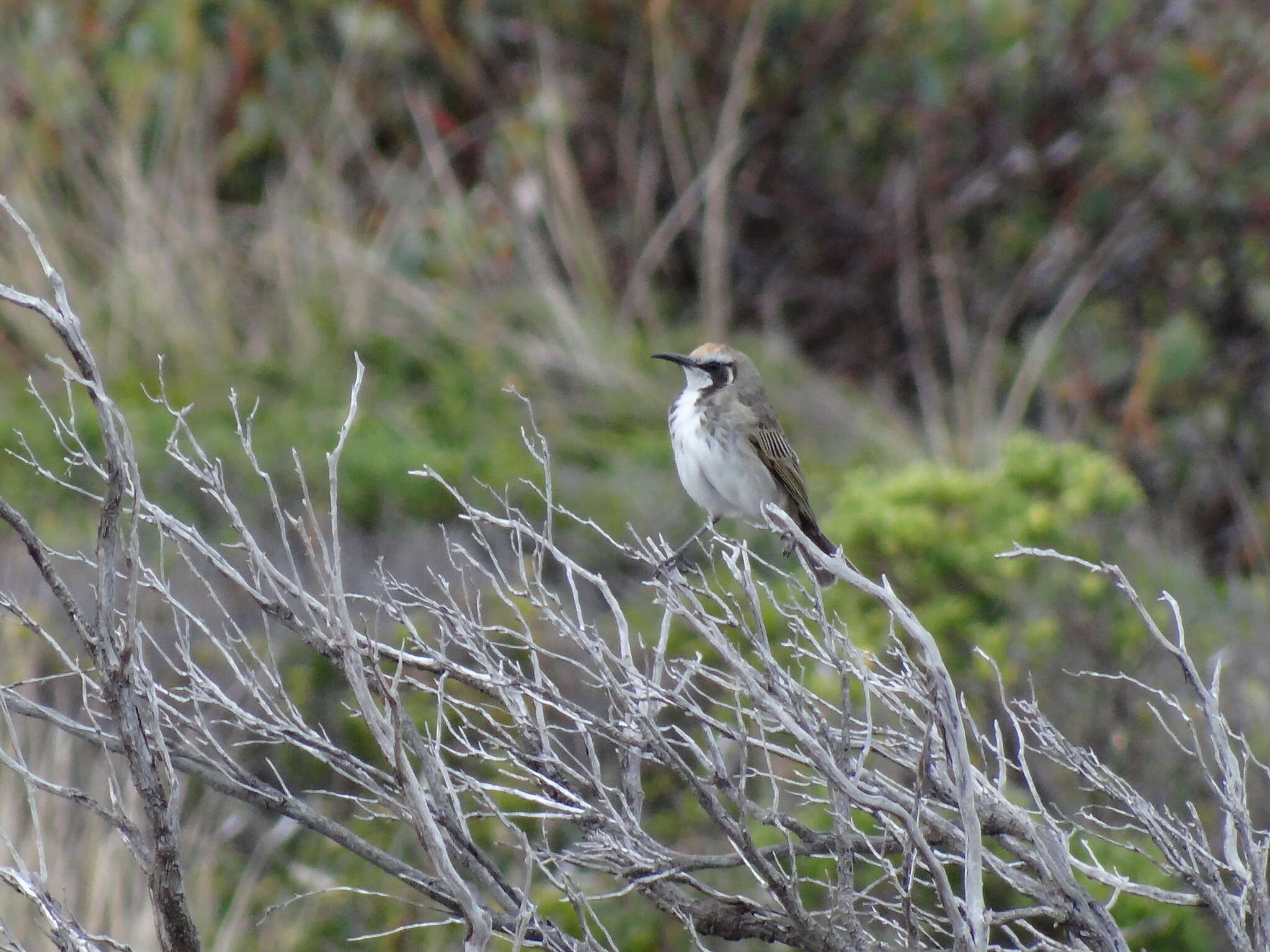 Plancia ëd Gliciphila Swainson 1837