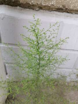 Image of redstem wormwood