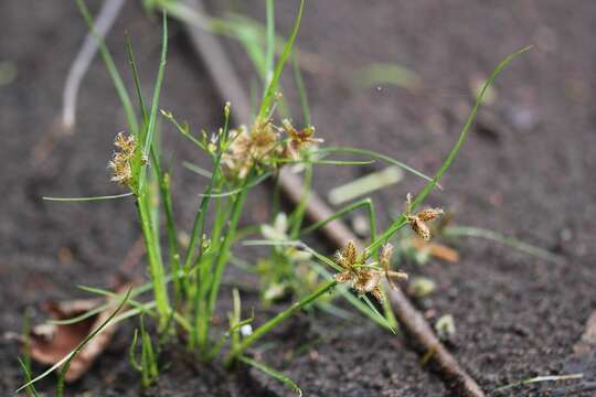 Imagem de Cyperus diandrus Torr.