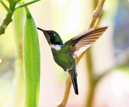 Image of White-throated Daggerbill