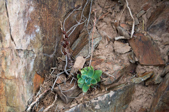 Sivun <i>Echeveria argentinensis</i> Hutchison kuva