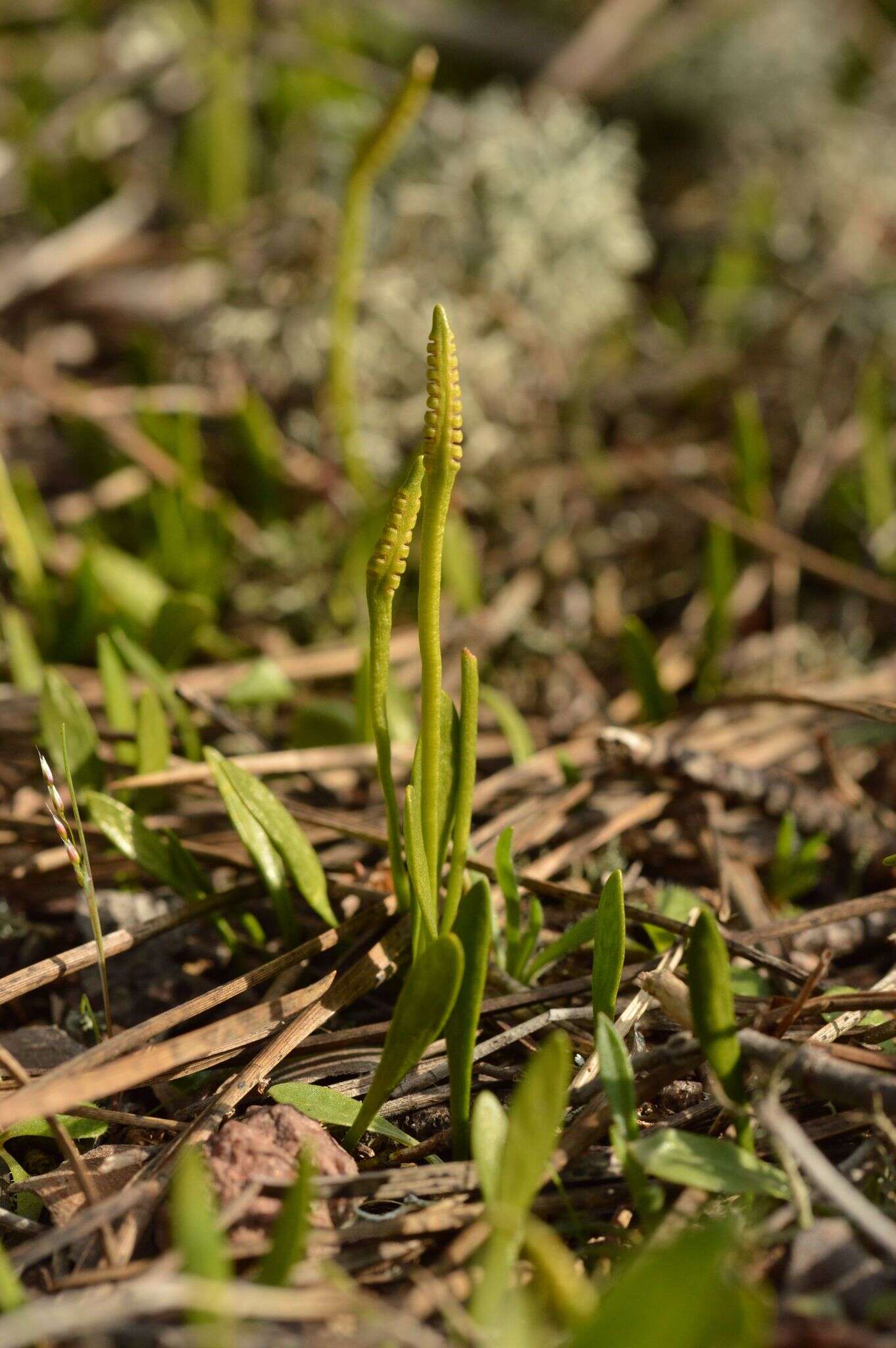 Слика од Ophioglossum lusitanicum L.