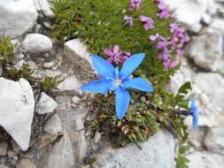 Image of Gentiana terglouensis subsp. terglouensis