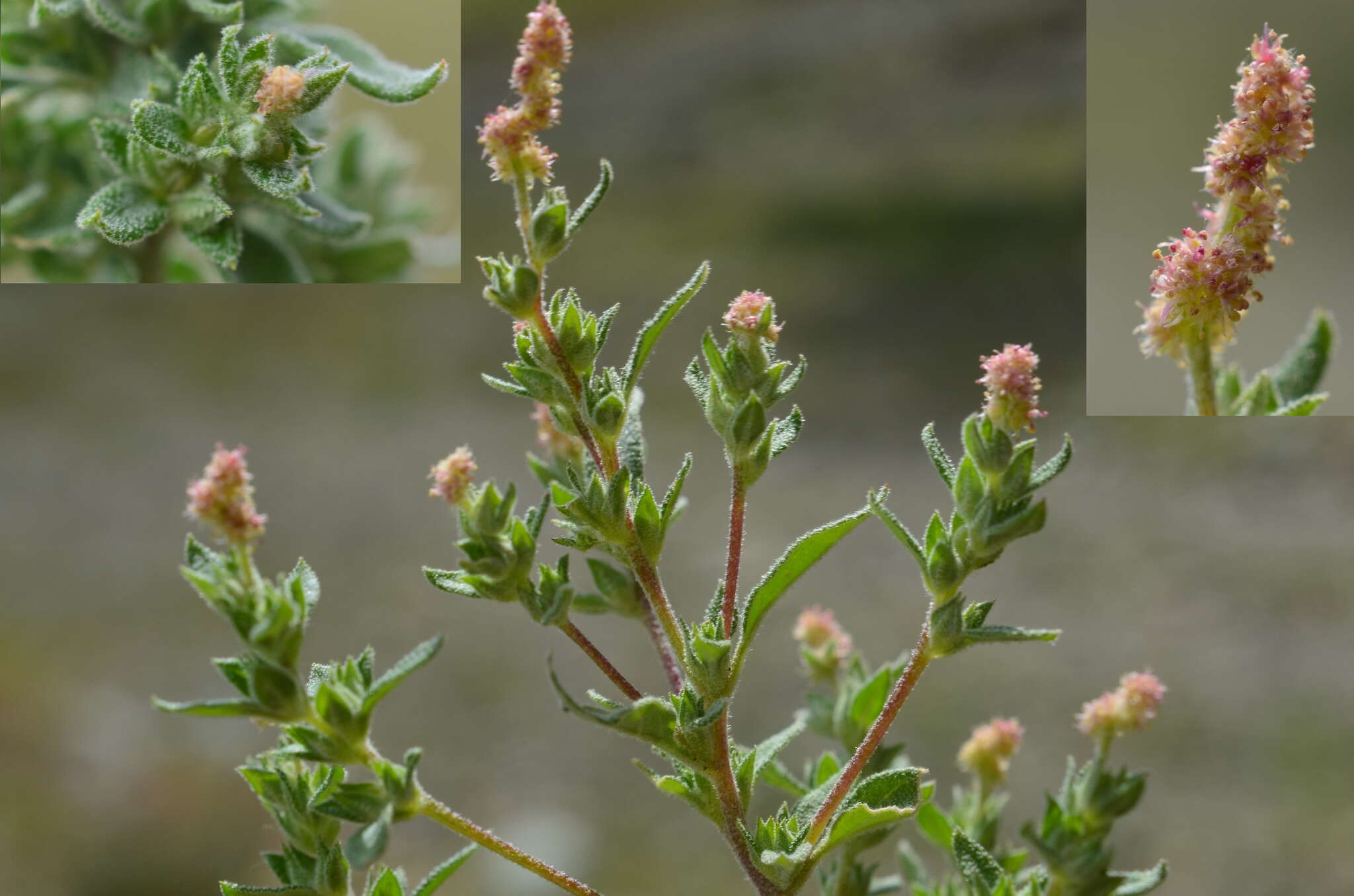 Image of Axyris prostrata L.