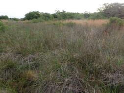 Image of needlegrass rush