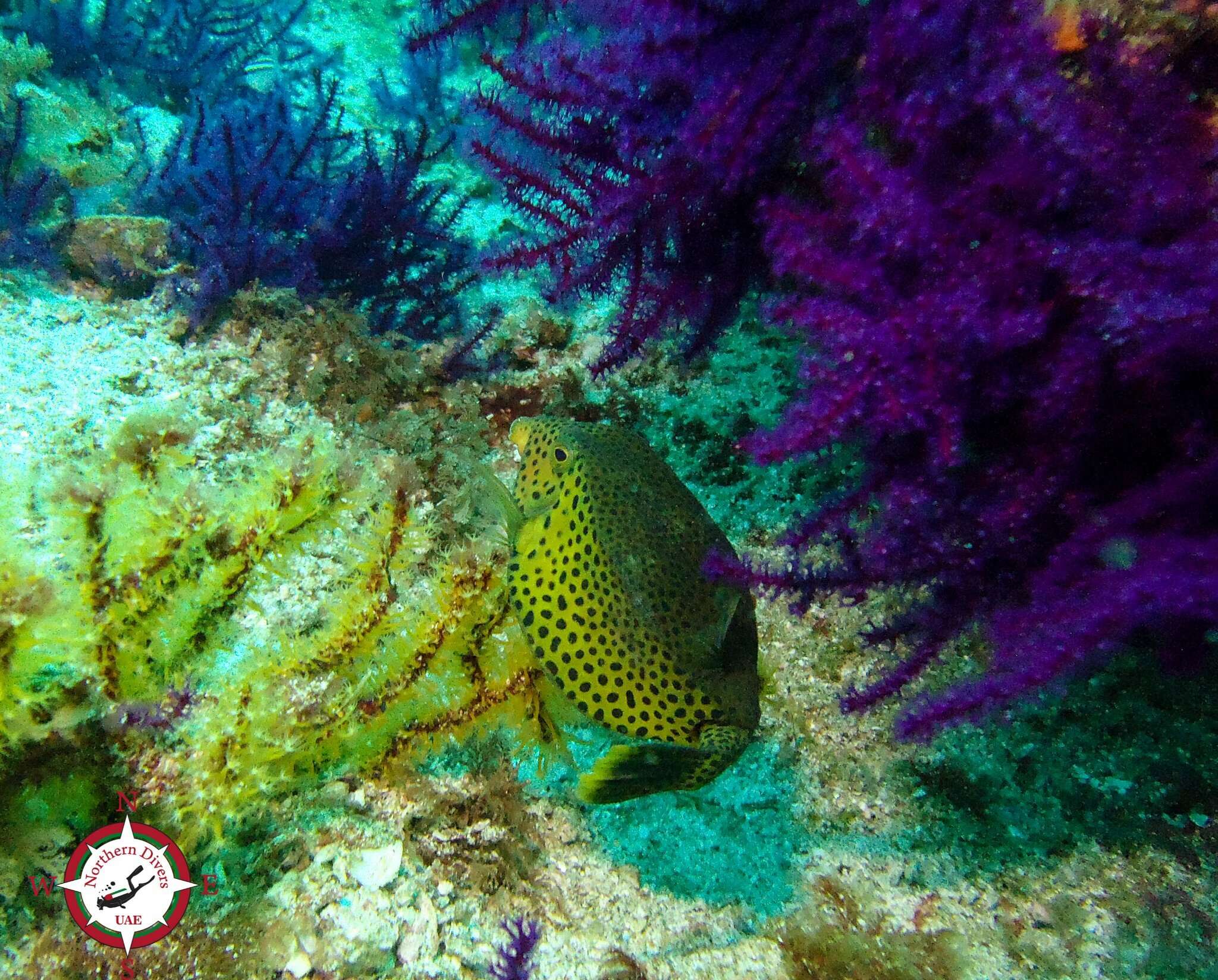 Image of Bluetail trunkfish