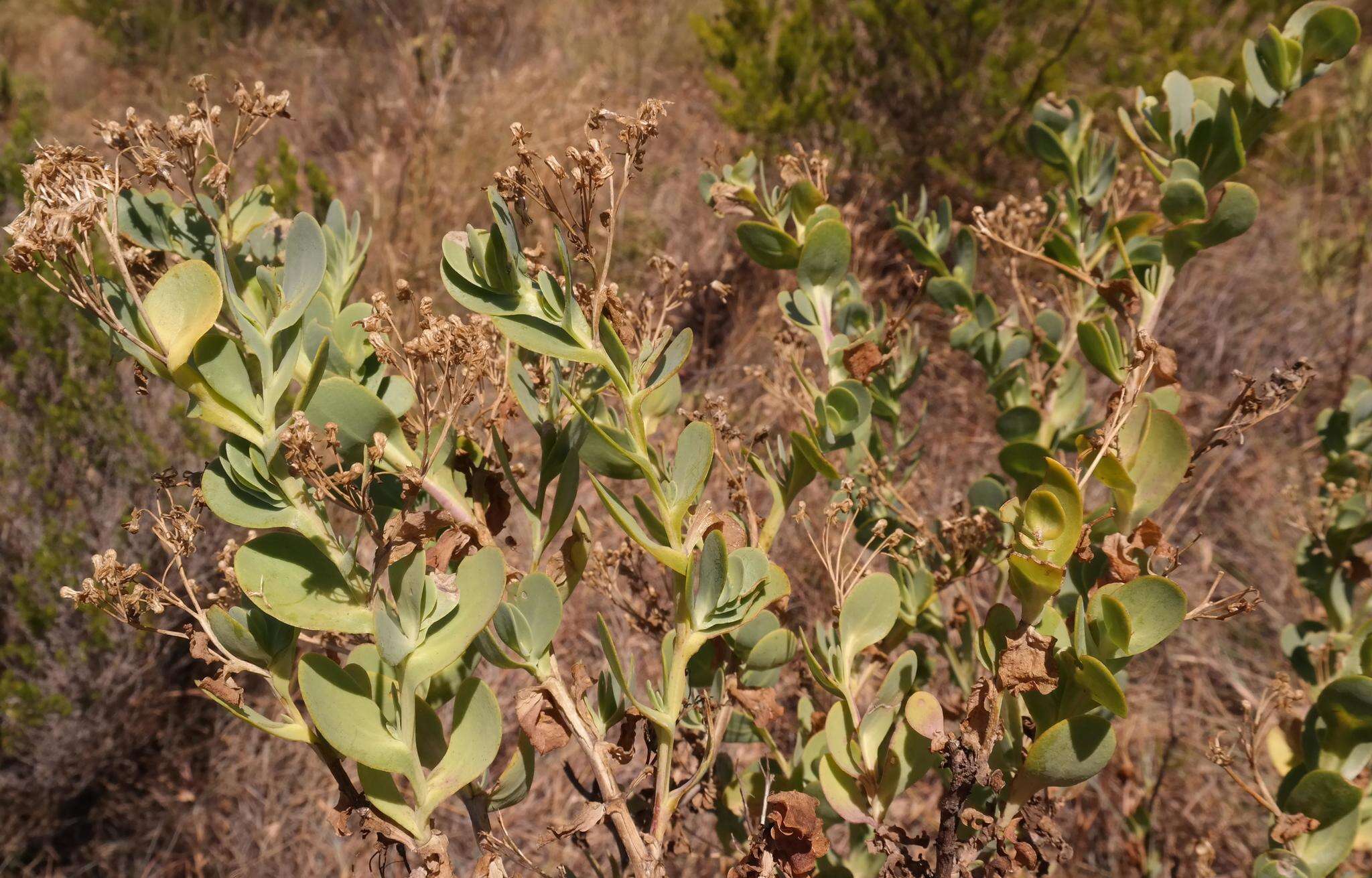 Image of Hertia alata (L. fil.) Kuntze