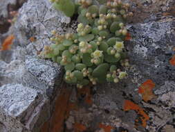 Image of Crassula nemorosa (Eckl. & Zeyh.) Endl. ex Walp.