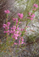 Image of Erica corifolia var. bracteata (Thunb.) Dulfer