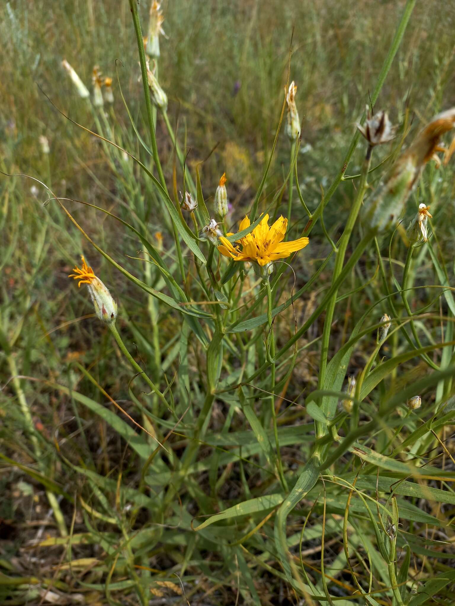 Plancia ëd Gelasia ensifolia